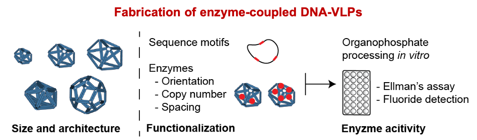 Schematic for the fabrication of DNA origami-based virus-like particles containing neutralizing organophosphate-processing enzymes (red circles) to improve the lifetime and efficiency of these enzymes. 