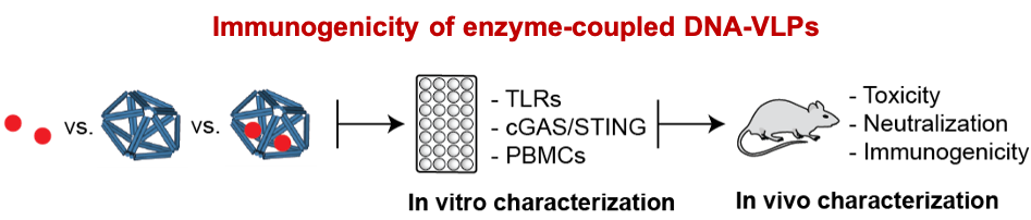Schematic describing the characterization of the immunogenicity of DNA origami-based virus-like particles containing neutralizing organophosphate-processing enzymes (red circles) to improve the lifetime and efficiency of these enzymes. 