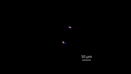 A CMOS camera was used to capture the rotation of a terahertz beam. Courtesy of the researchers