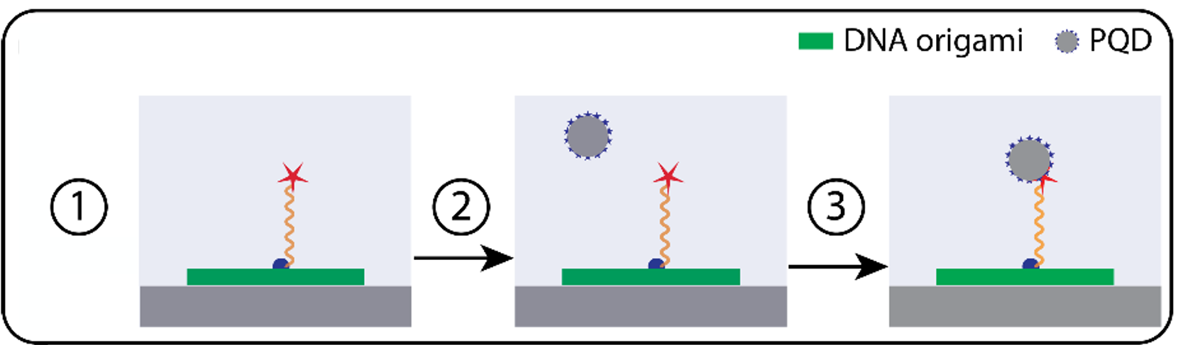 Schema for the surface conjugation of PQD onto surface immobilized DNA origami.