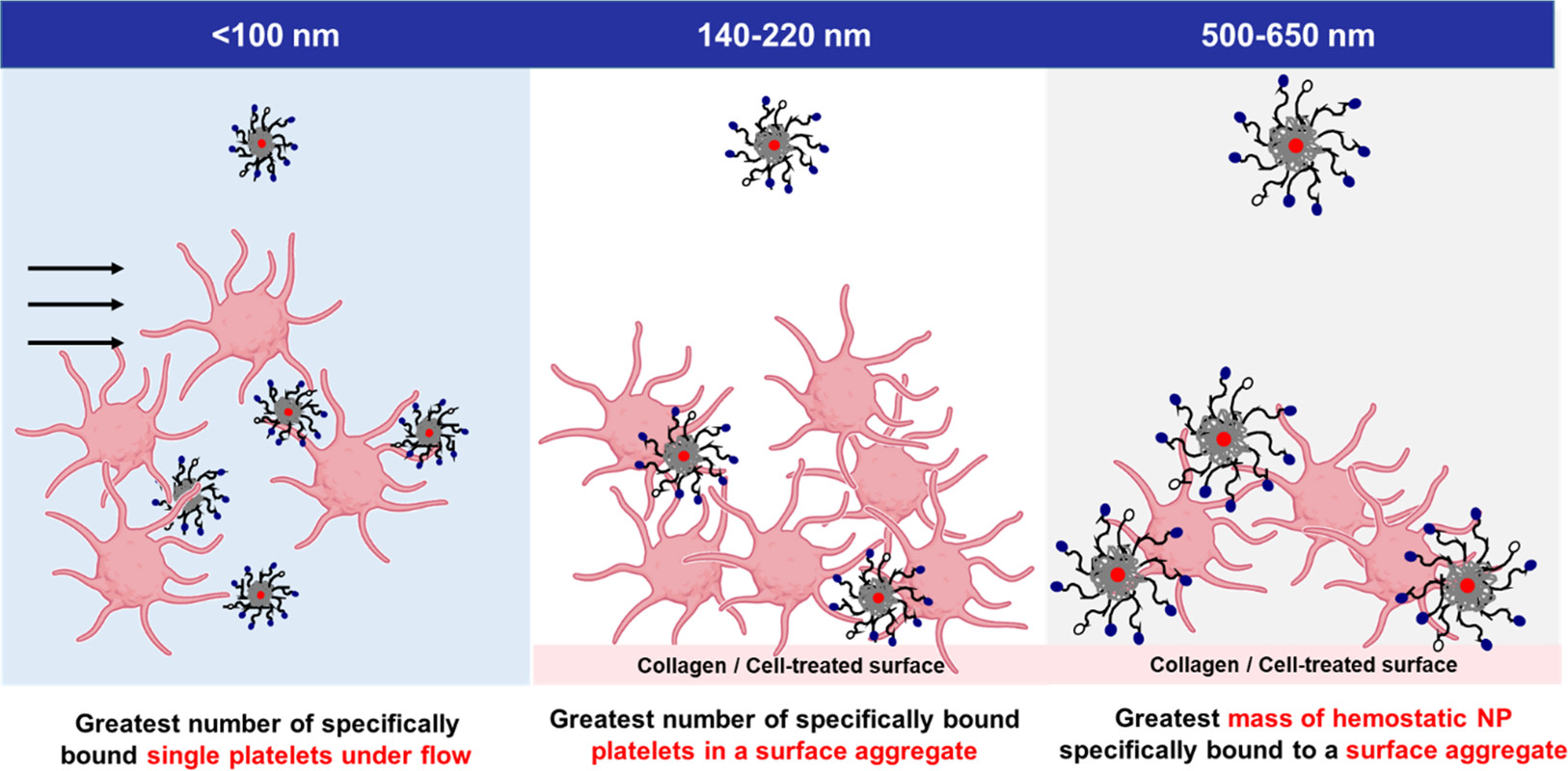 A schematic of an experiment to evaluate the efficacy of various particle sizes in effecting hemostasis