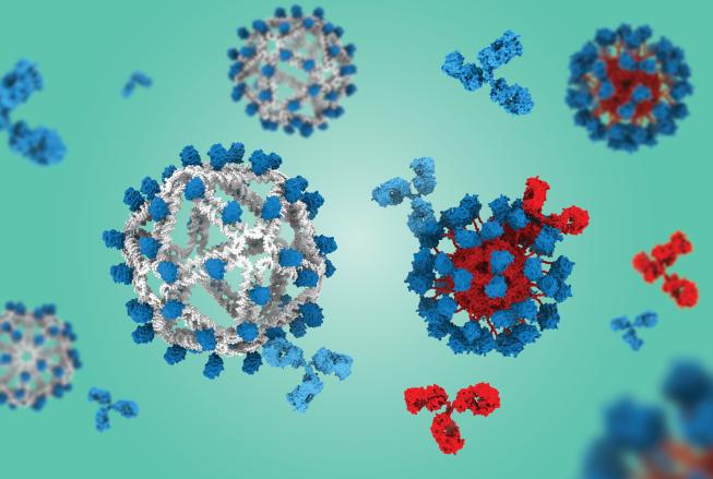 Illustration of virus-like nanoparticles with blue surface proteins interacting with red and blue antibodies; one particle is shown opened to reveal a red interior while others float in the background against a teal field.